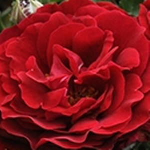 Онлайн магазин за рози - Червен - Рози Полианта - дискретен аромат - Pоза Драга™ - ПхеноГено Росес - -